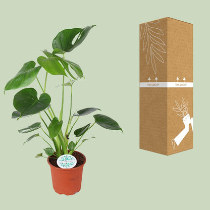 Monstera Deliciosa Ø14cm – Schweizer Käse-Pflanze | Pflanzfix24