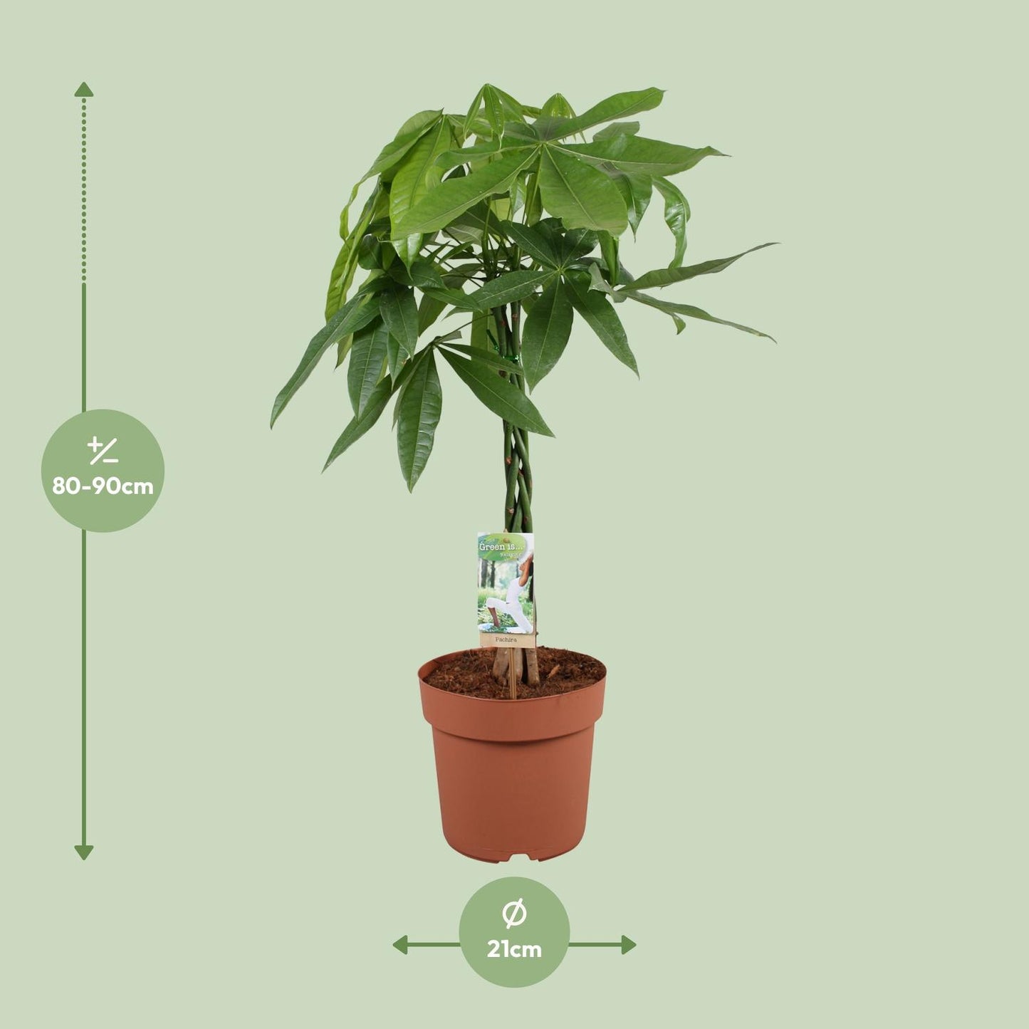 Pachira Aquatica - Ø21cm - ↕90cm bei Pflanzfix24.de - Pflanzfix24.de