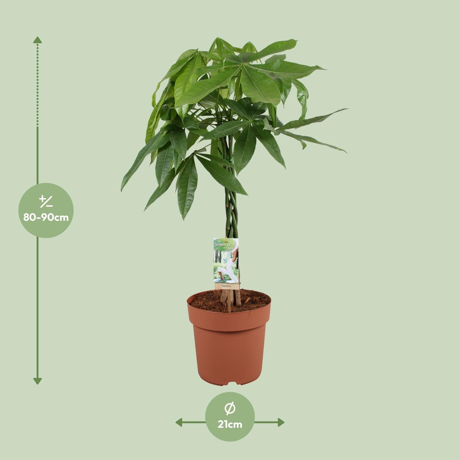 Pachira Aquatica - Ø21cm - ↕90cm bei Pflanzfix24.de - Pflanzfix24.de