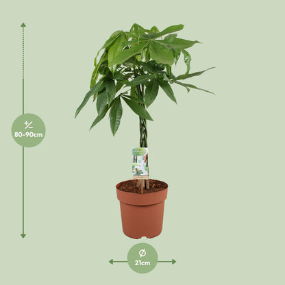 Pachira Aquatica - Ø21cm - ↕90cm bei Pflanzfix24.de - Pflanzfix24.de