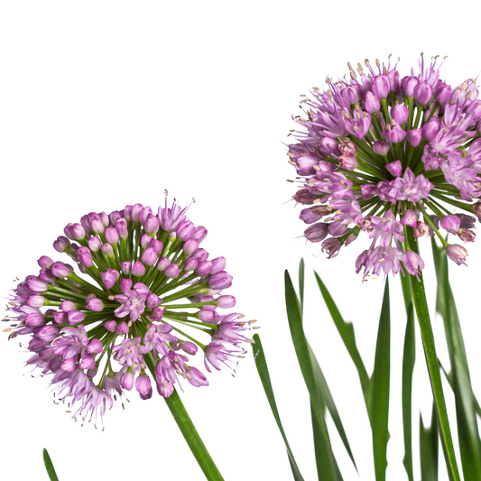 Allium senescens Millenium Ø19 cm - Pflanzfix24.de - Pflanzfix24.de