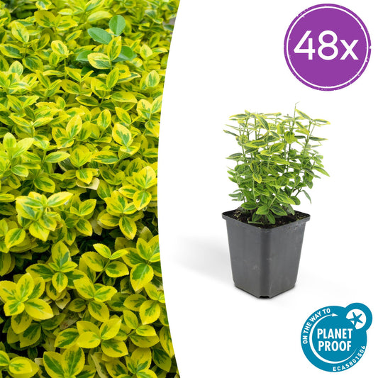 48x Euonymus fort. 'Emerald 'n Gold’ - ↕10-25cm - Ø9cm - Pflanzfix24