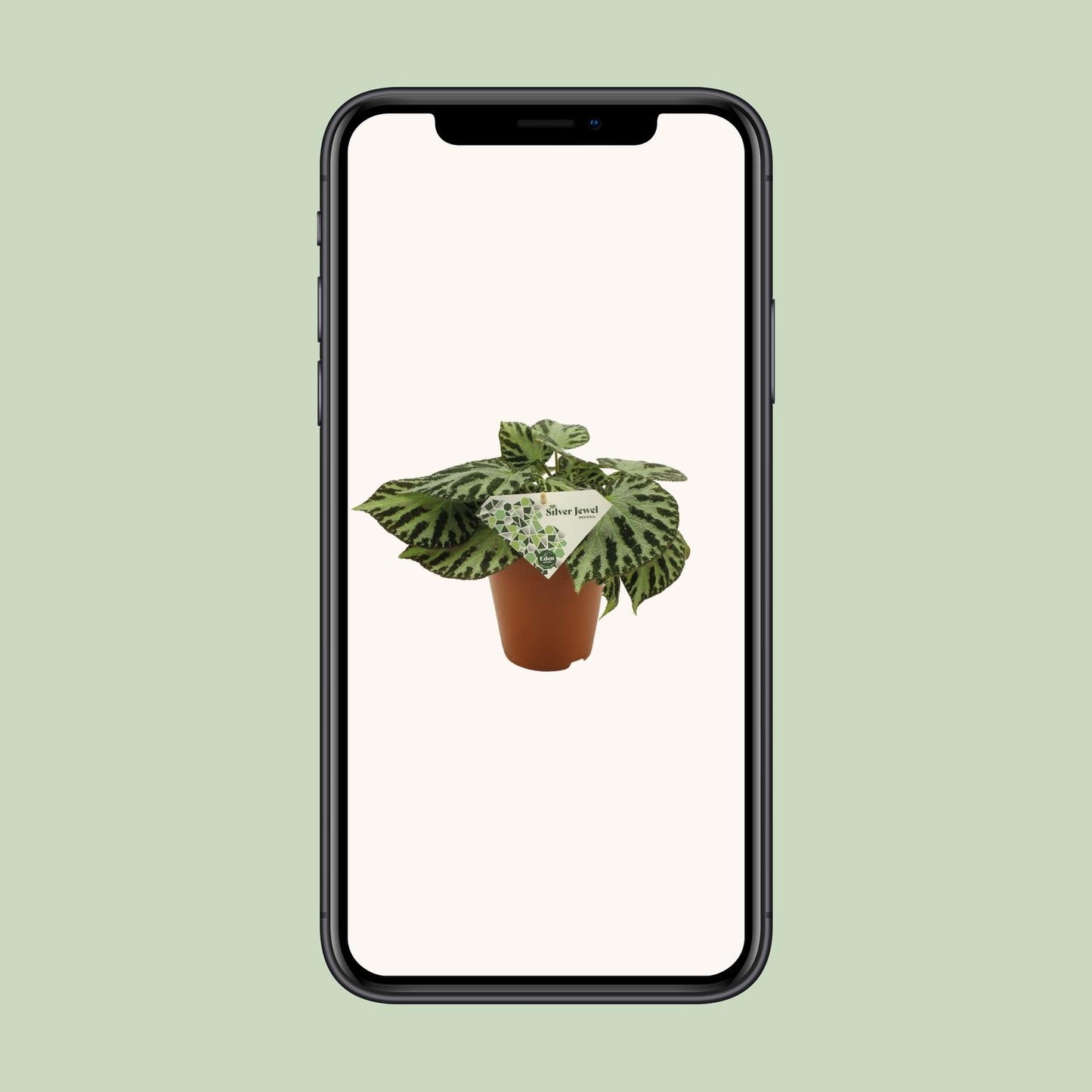 Begonia Silver Jewell - Ø15 ↕30 von Pflanzfix24