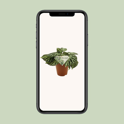 Begonia Silver Jewell - Ø15 ↕30 von Pflanzfix24
