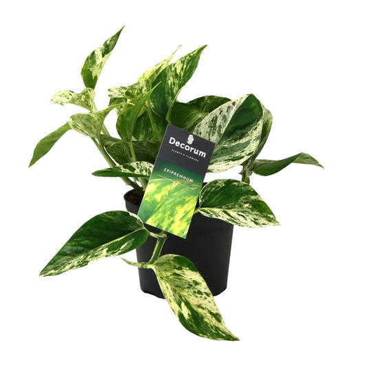 Scindapsus (Epipremnum) Marble Queen - Ø12cm - ↕25cm - Pflanzfix24