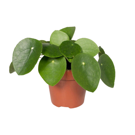 Pilea Peperomioides „Pfannkuchenfabrik“ Ø12cm – Aluminium-Pflanze | Pflanzfix24.de - Pflanzfix24.de
