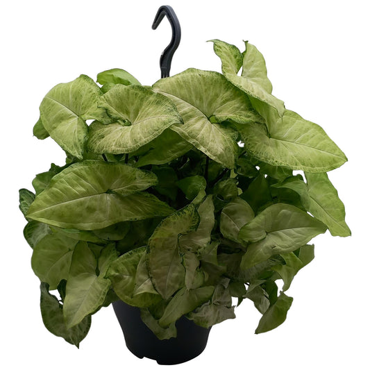 Syngonium 'White Butterfly' - Pflanzfix24