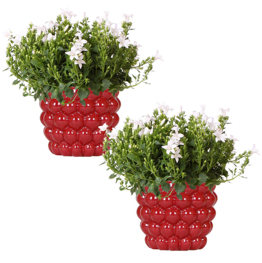 2x Campanula Addenda Ambella White in Berry-Dekotöpfen - Pflanzfix24