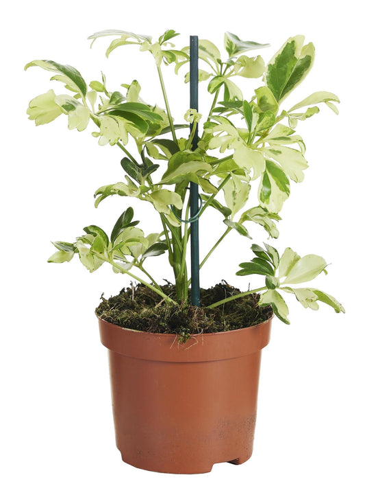 Schefflera Janine Ø9cm, 20cm | Kleine Zimmerpflanze | Pflanzfix24.de - Pflanzfix24.de