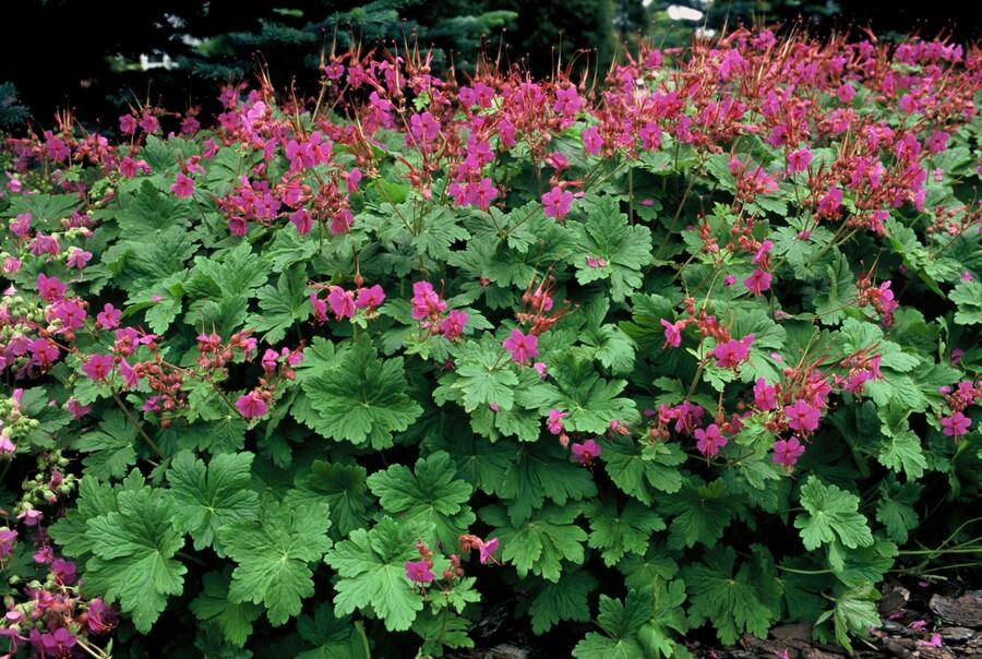 20x Premium Geranium macr. 'Czakor' (↕10-25cm - Ø9cm) von Pflanzfix24.de - Pflanzfix24.de