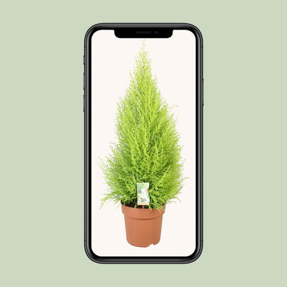 Cupressus Goldcrest Wilma - Ø21cm - ↕90cm - Pflanzfix24.de - Pflanzfix24.de