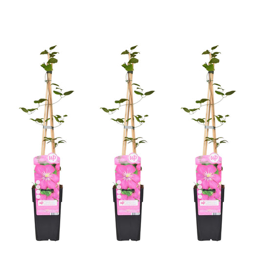 3x - Clematis Ville de Lyon - ↨65cm - Ø15 - Pflanzfix24