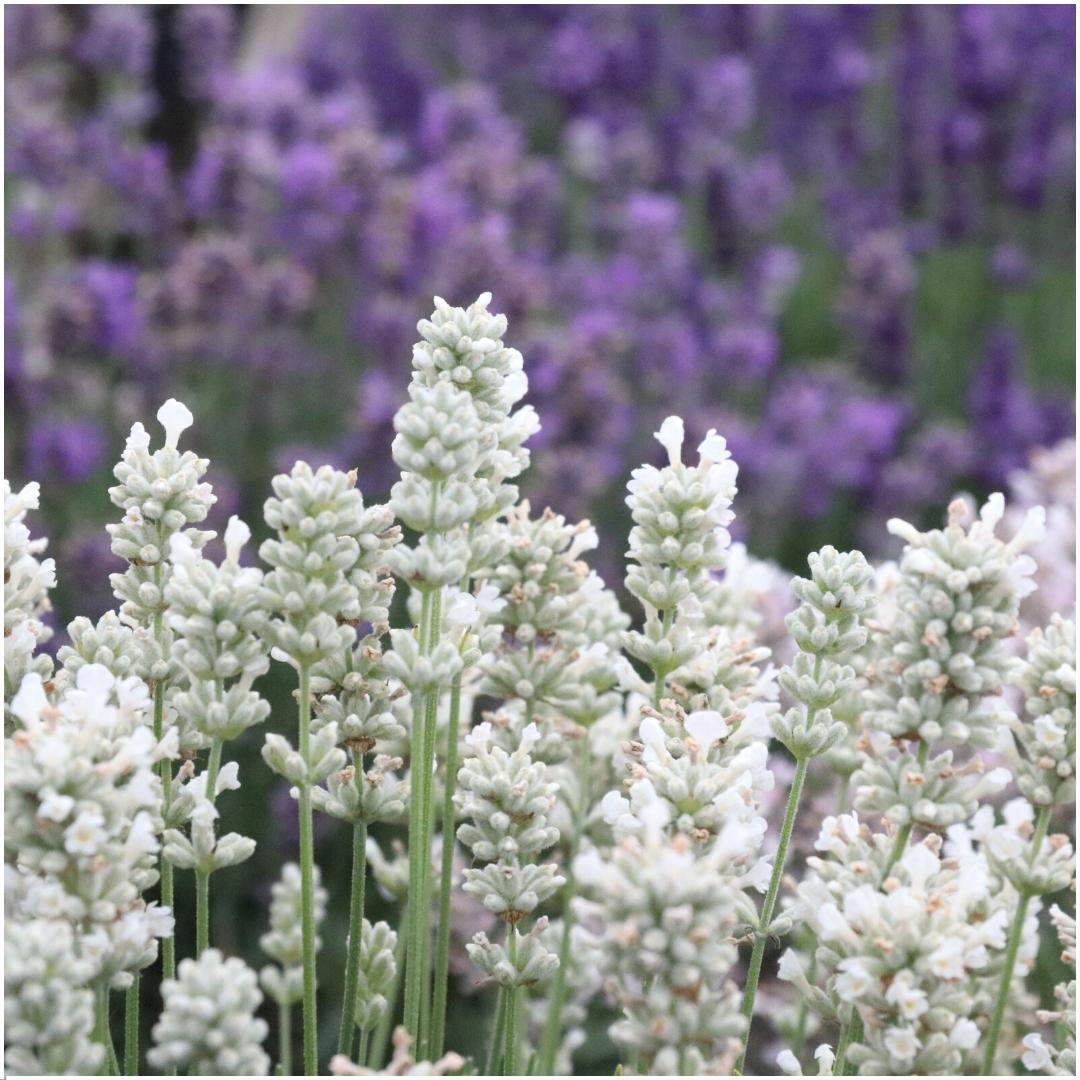 12er Set Lavendel Angustifolia Weiß - Ø7 cm - Pflanzfix24.de