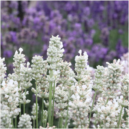 12er Set Lavendel Angustifolia Weiß - Ø7 cm - Pflanzfix24.de