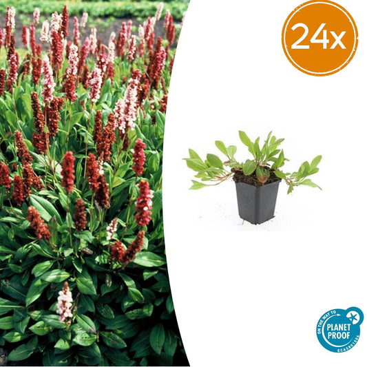 24x Persicaria aff. 'Darjeeling Red' - ↕10-25cm - Ø9cm - Pflanzfix24