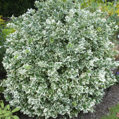 24x Euonymus fort. 'Emerald Gaiety' - ↕10-25cm - Ø9cm - Pflanzfix24