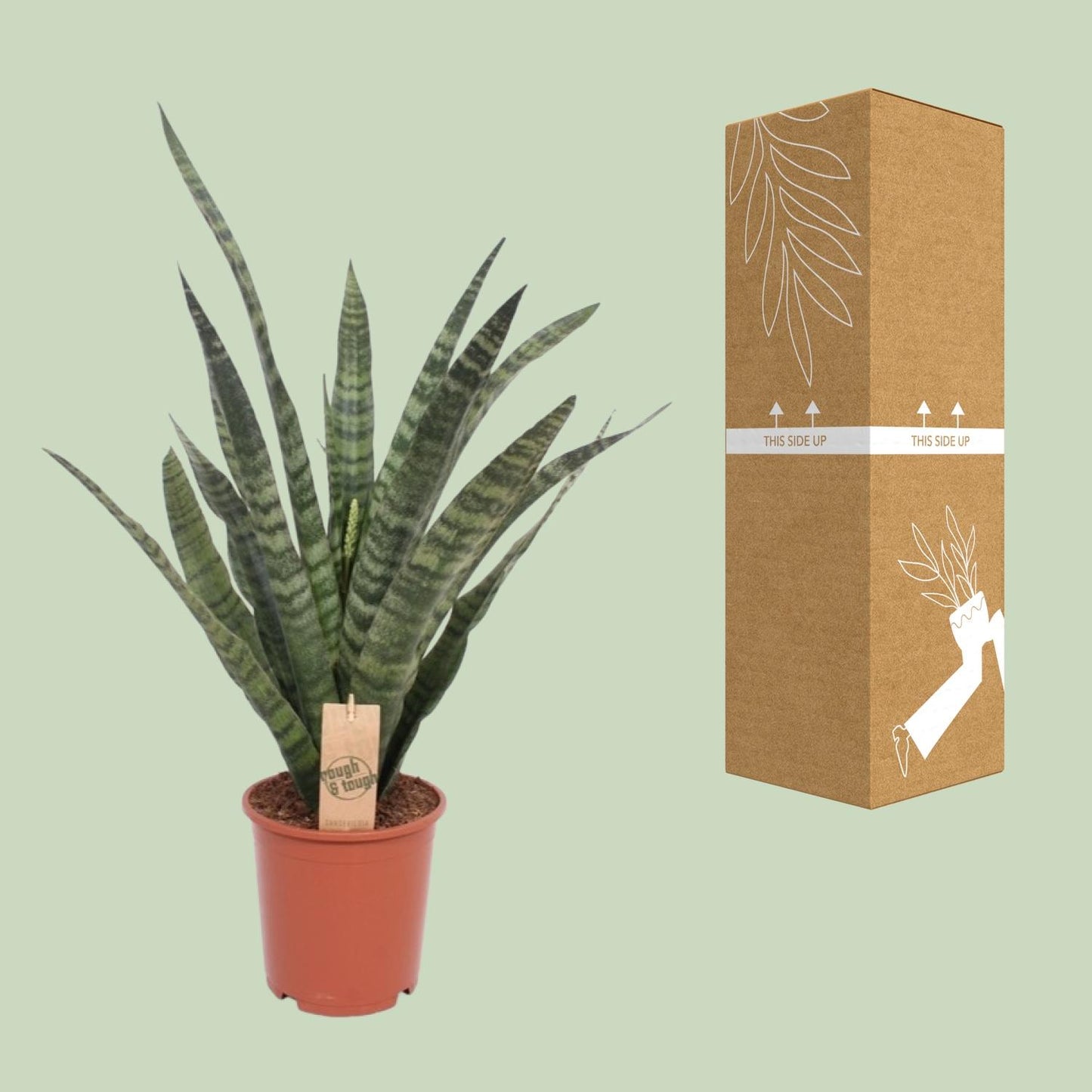 Sansevieria Diamond Green - Ø19cm - ↕60cm - Pflanzfix24