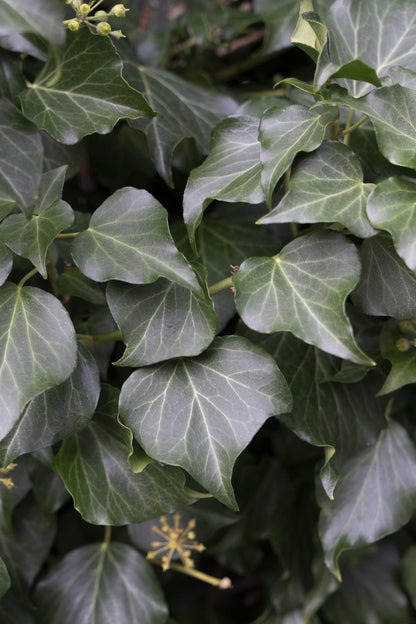 4x Hedera hibernica - 65cm - Ø15 - Pflanzfix24