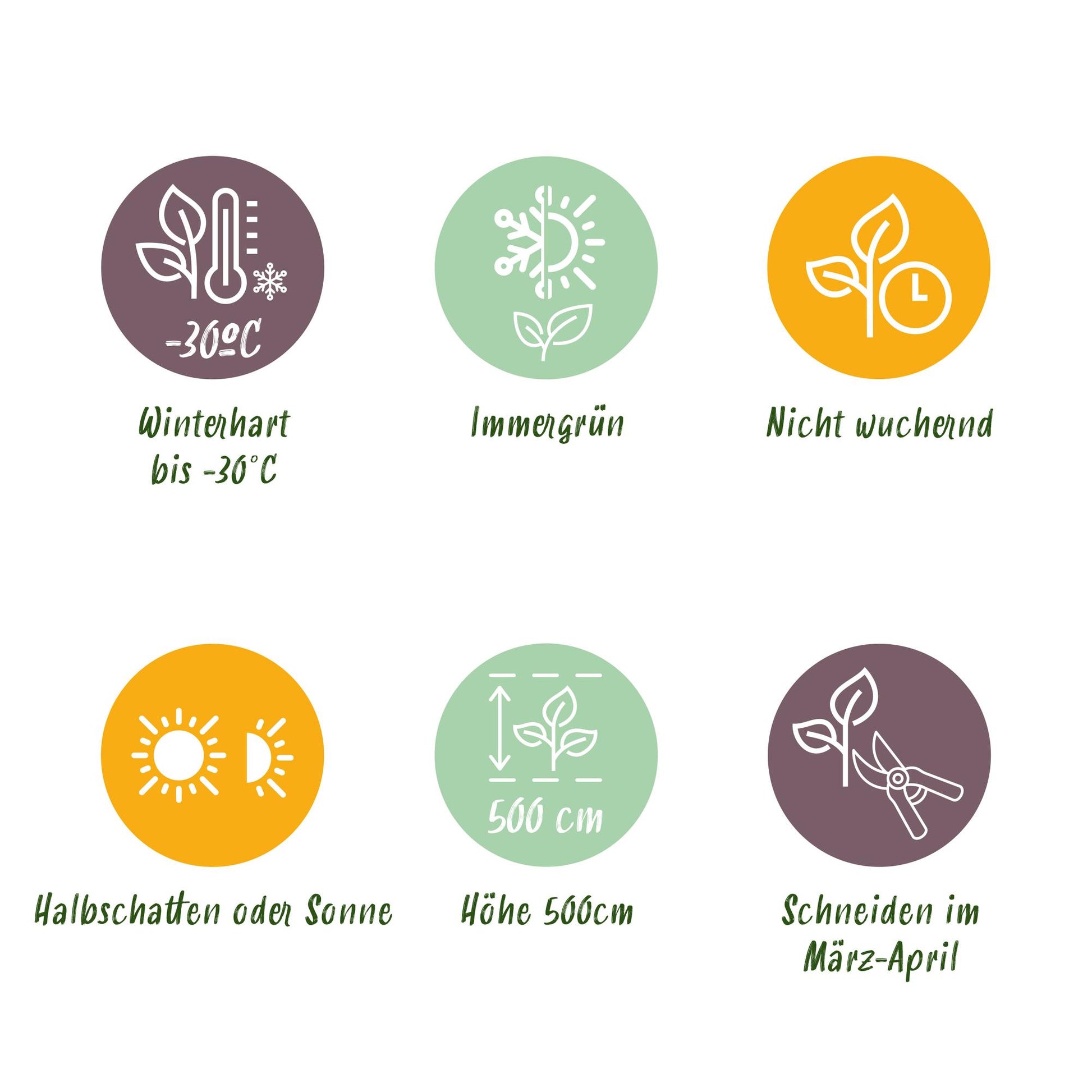 GreenboutiQ - Thuja occidentalis Smaragd Heckenpflanze - 8 Pflanzen - Pflanzfix24.de - Pflanzfix24.de