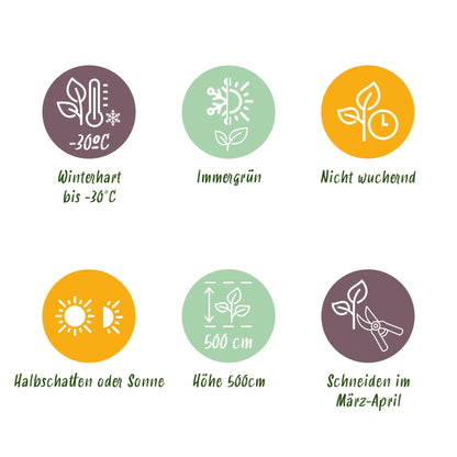GreenboutiQ - Thuja occidentalis Smaragd Heckenpflanze - 8 Pflanzen - Pflanzfix24.de - Pflanzfix24.de