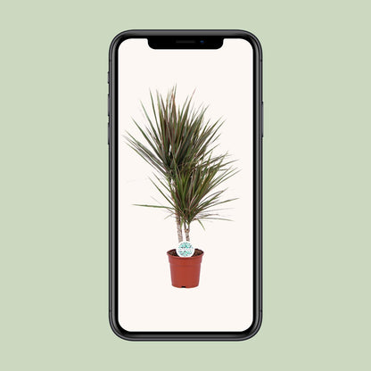 Dracaena Bicolor - Ø17cm - ↕75cm | pflanzfix24