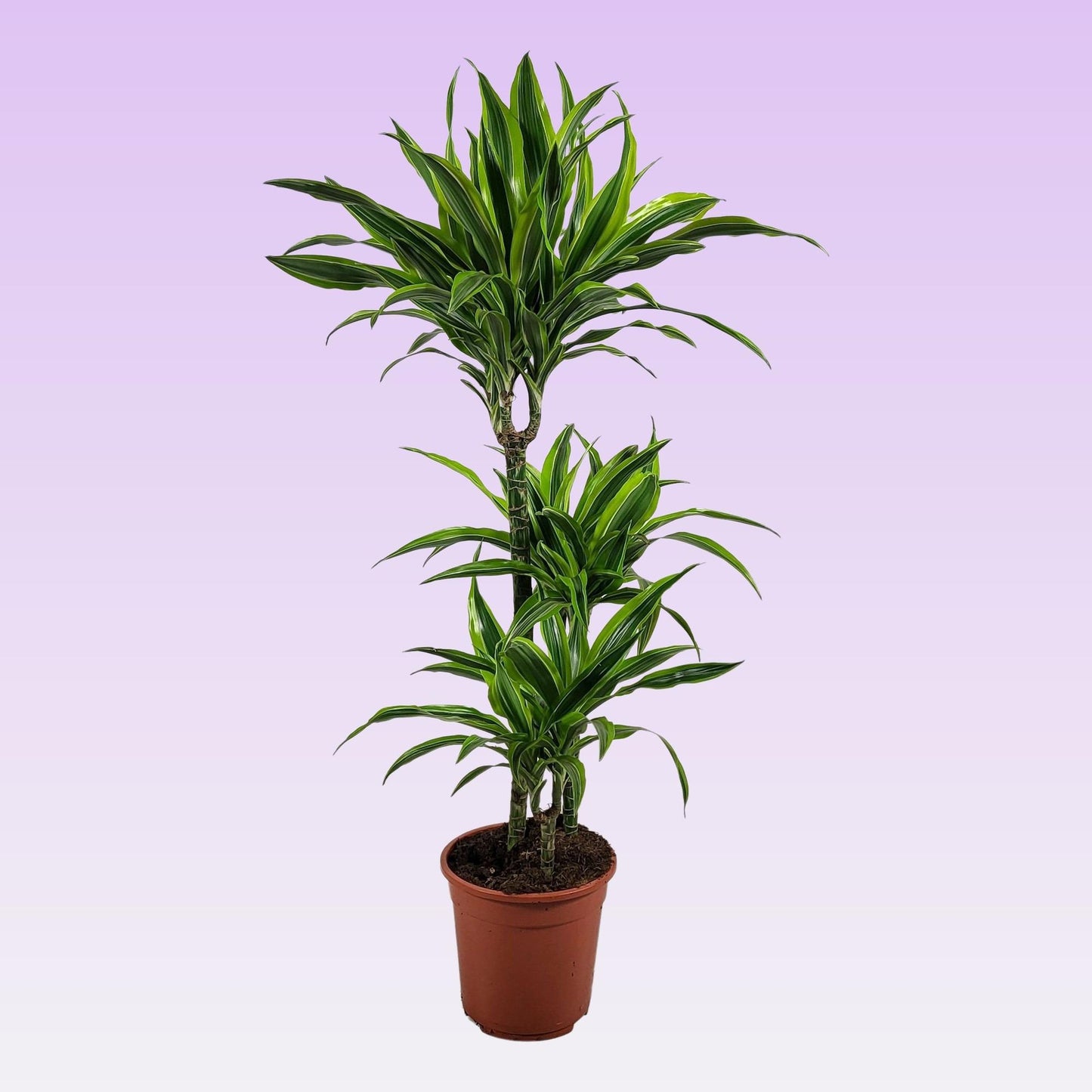 Dracaena Lemon Lime - Ø21 ↕105 - Pflanzfix24