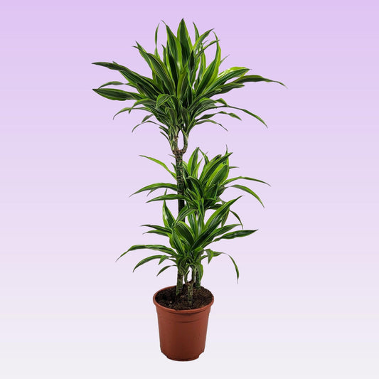 Dracaena Lemon Lime - Ø21 ↕105 - Pflanzfix24
