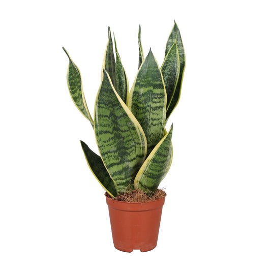 Sansevieria Trifasciata Futura Superba Ø12cm – pflegeleichte Schwiegermutterzunge | Pflanzfix24