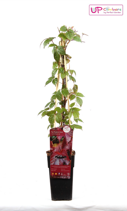 Parthenocissus tricuspidata 'Veitch Boskoop' - Ø15cm - ↕65cm - Pflanzfix24