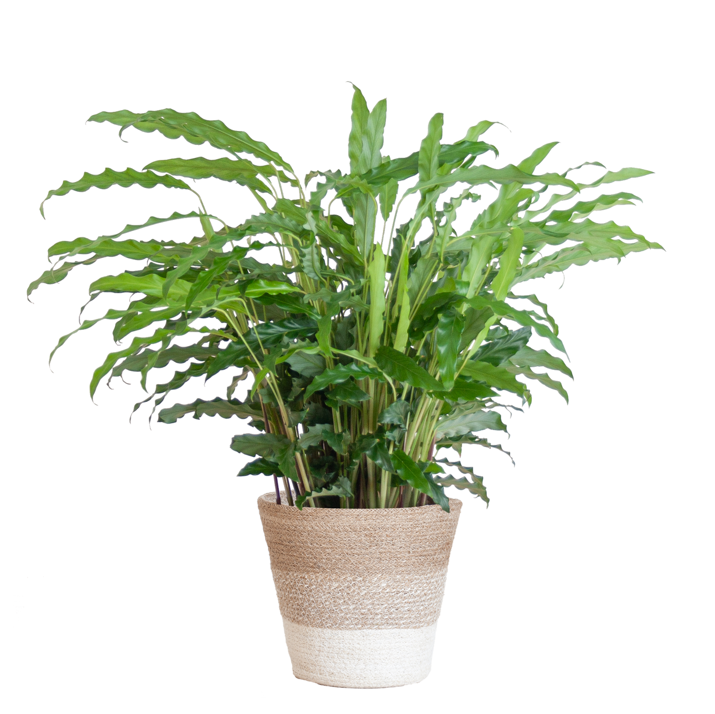 Calathea Rufibarba mit Korb Lissabon weiß - 55cm - Ø17 - pflanzfix24