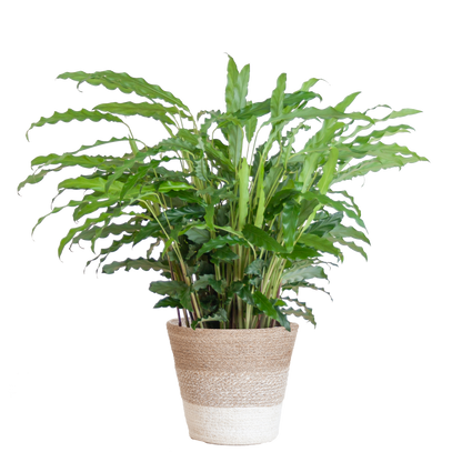 Calathea Rufibarba mit Korb Lissabon weiß - 55cm - Ø17 - pflanzfix24
