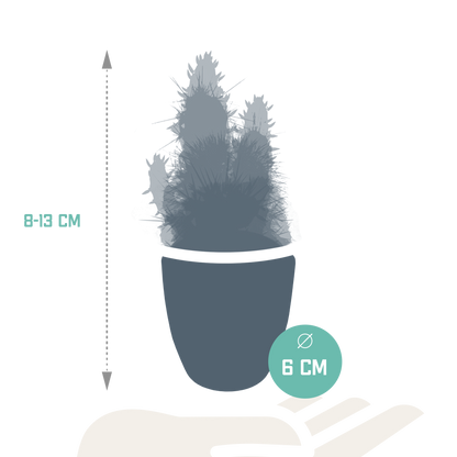 Kakteenmischung 5,5 cm - 5x - in witte pot - Pflanzfix24.de - Pflanzfix24.de