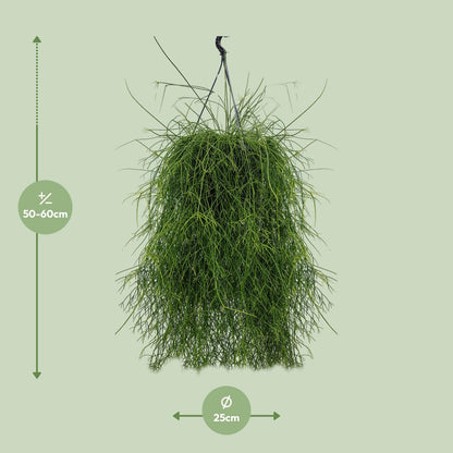 Rhipsalis Cassutha 25cm - Ø25cm - ↕60cm - Pflanzfix24
