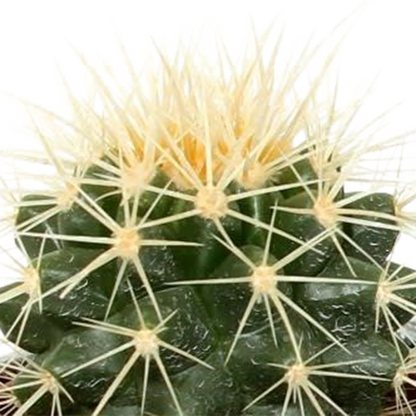 Kakteenmischung 5,5 cm - 5x - in Mexicaanse pot - Pflanzfix24.de - Pflanzfix24.de