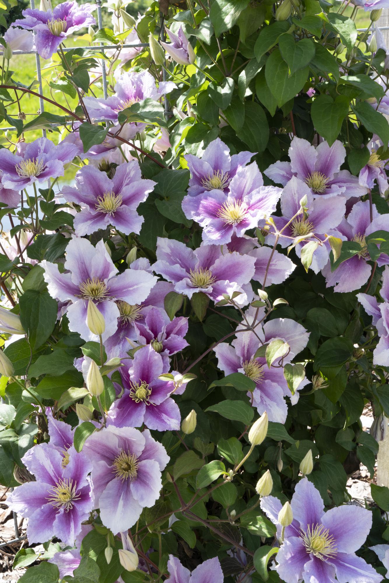 3x Clematis Piilu - ↨65cm - Ø15 - Pflanzfix24