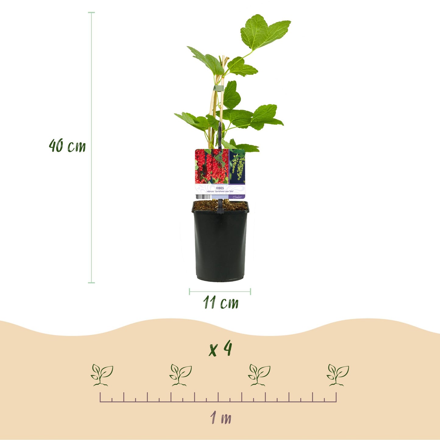 Pflanzfix24 - Obstpflanzenmix - Rote Johannisbeere, Rote Himbeere, Schwarze Brombeere - 3 Pflanzen - Topf 11cm Höhe 40cm