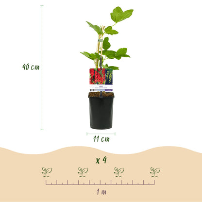 Pflanzfix24 - Obstpflanzenmix - Rote Johannisbeere, Rote Himbeere, Schwarze Brombeere - 3 Pflanzen - Topf 11cm Höhe 40cm