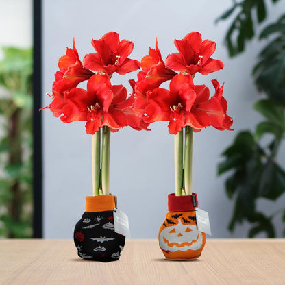 No Water Flowers® Fashionz Halloween Mix (2 pack) + Red flower - Pflanzfix24