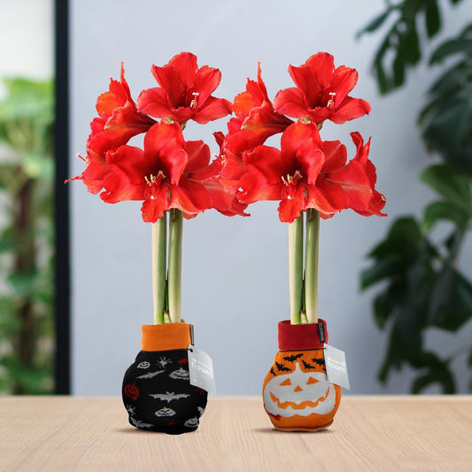 No Water Flowers® Fashionz Halloween Mix (2 pack) + Red flower - Pflanzfix24