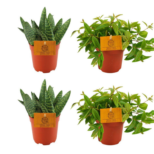 Set Aloe Paradisicum & Peperomia Ang. Rocca Vivace - 4 Stück - Ø10.5cm - ↕10cm - Pflanzfix24