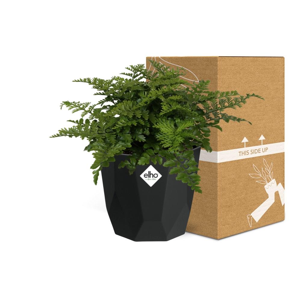 Asplenium Parvati Farn in 14cm Topf - Pflanzfix24