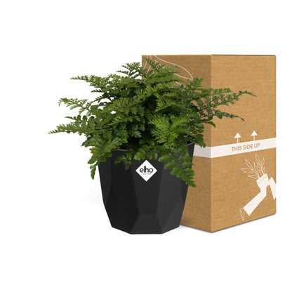 Asplenium Parvati Farn in 14cm Topf - Pflanzfix24