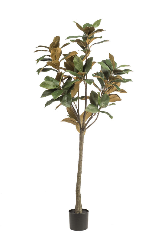Kunstpflanze Magnolia Grandiflora – 150 cm – Realistischer Kunstbaum für Zuhause & Büro | Pflanzfix24.de - Pflanzfix24.de