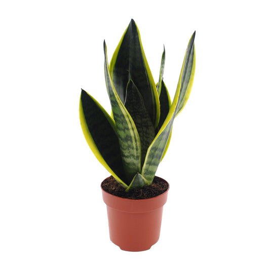 Sansevieria Futura Superba Ø12cm – 30cm hoch | Pflanzfix24.de - Pflanzfix24.de