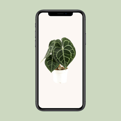 Anthurium Clarinervium - Ø12cm - ↕30cm by Pflanzfix24