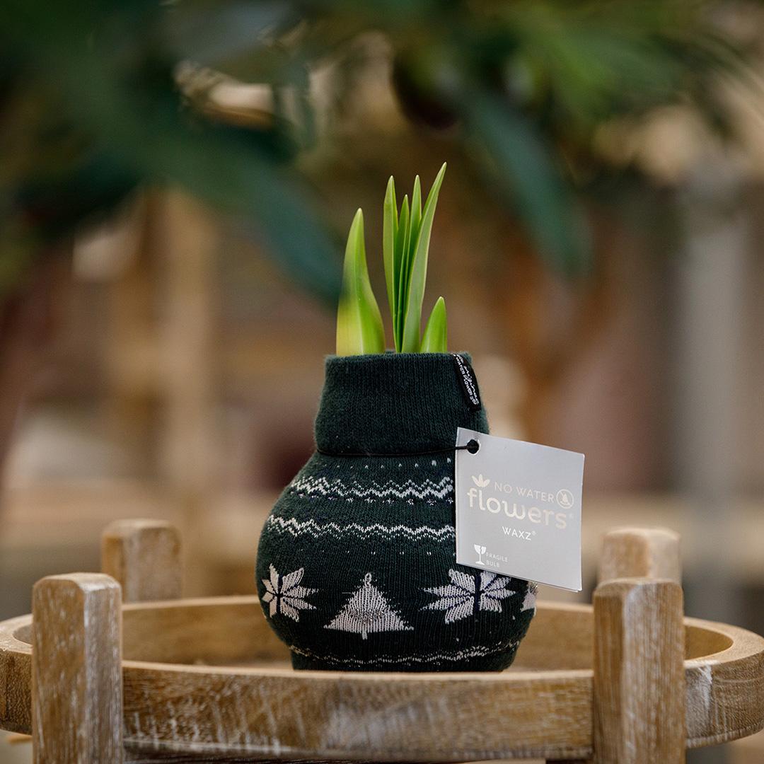 No Water Flowers® (wax amaryllis) | Fashionz Nordic - Green + Red flower - Pflanzfix24