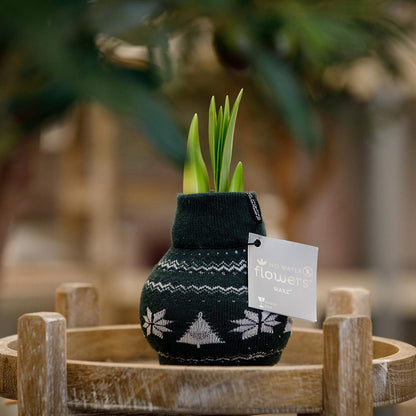 No Water Flowers® (wax amaryllis) | Fashionz Nordic - Green + Red flower - Pflanzfix24