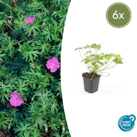6x Geranium 'Tiny Monster' - Pflanzfix24.de - Pflanzfix24.de