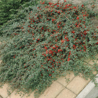 20x Cotoneaster dammeri 'Major' | Pflanzfix24.de - Pflanzfix24.de