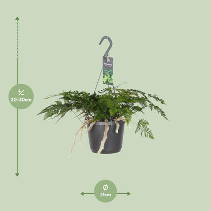 Davallia Bullata - Hasenfußfarn - 17cm Topf - Pflanzfix24.de - Pflanzfix24.de